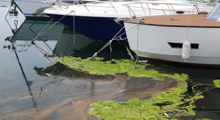 Effects of water pollution visible in the water near boats in the marina