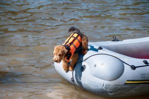 Dog jumping for water rescue