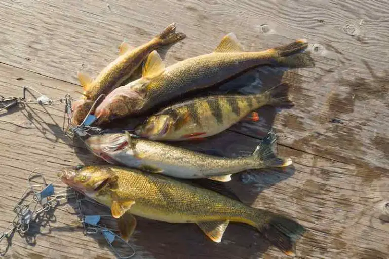 How to Use a Fish Stringer [Keep Your Catch Fresh]