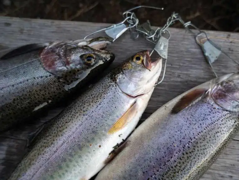 How to Use a Fish Stringer [Keep Your Catch Fresh]