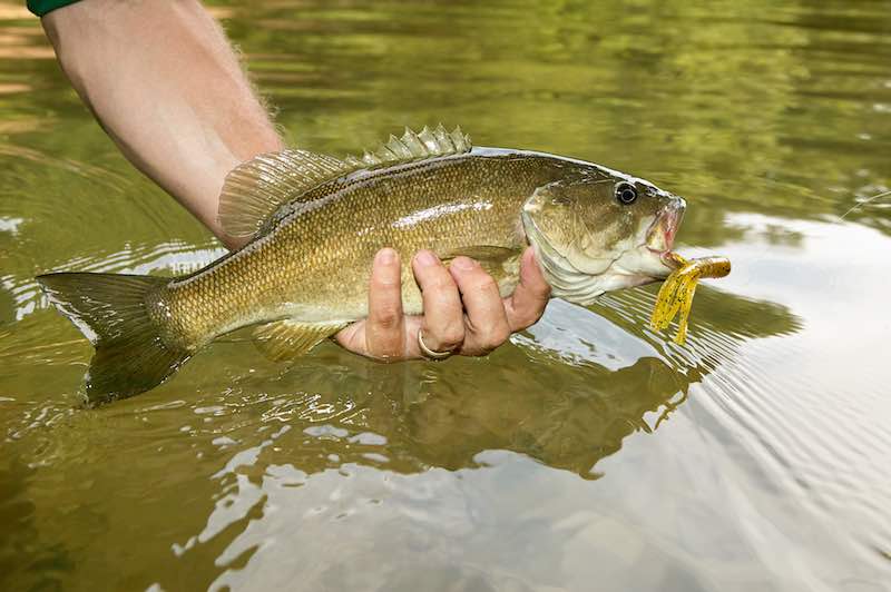 Man releasing bass in the water