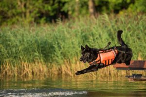 Rescue dog jumping in water
