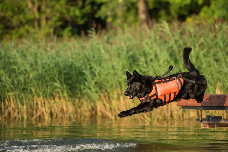 How To Train My Dog to Water Rescue The Marine Lab