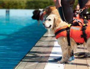 Water rescue dog training