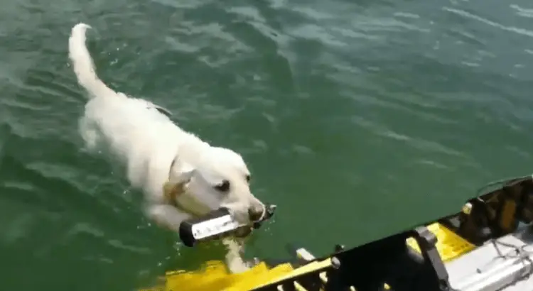 dog climbing a yellow boat dog ramp