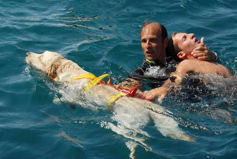 How To Train My Dog to Water Rescue The Marine Lab