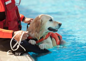 lifeguard dog water rescue