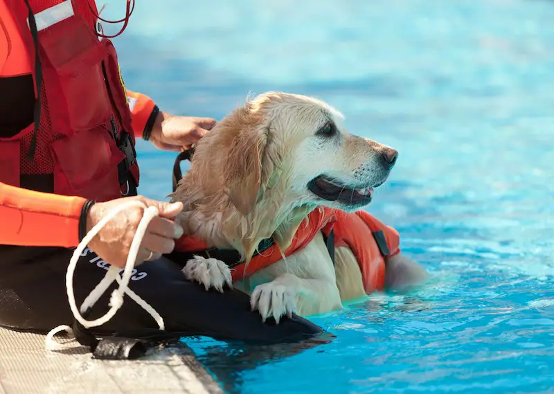How To Train My Dog to Water Rescue The Marine Lab