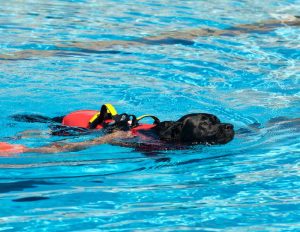 Dog training for water rescue